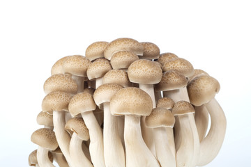 'Mushroom' good food from nature for good health.