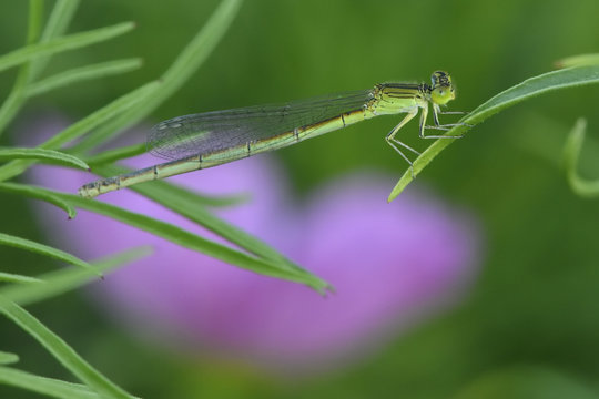 Dragonfly China