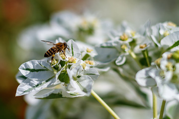 Honey bee collect nectar from the white flower .