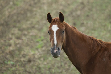 Obraz premium Portrait of a brown horse with a white blaze