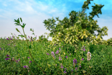 Fototapeta na wymiar Alfalfa/lucern field in bloom closeup