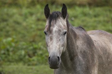 Obraz na płótnie Canvas Portrait of a grey horse
