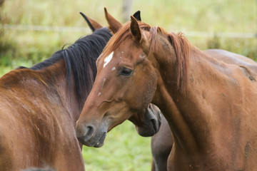 Obraz premium Group of horses in the pasture