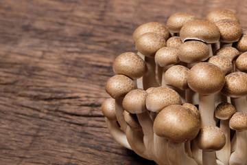 'Mushroom' good food from nature for good health.
