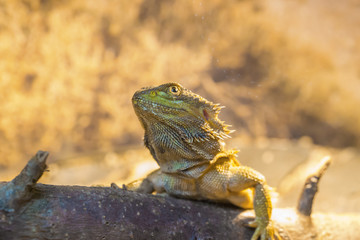 Reptile Iguana lizard