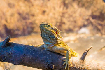 Reptile Iguana lizard