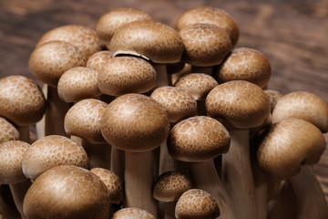 'Mushroom' good food from nature for good health.