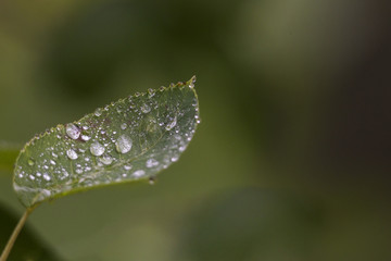 Close-up of a leaf of rock pear with water drops