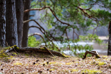 pine tree cones laying on the forest bed in spring