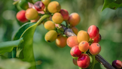 Fresh Raw Coffee Grain On Tree	