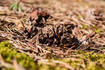 pine tree cones laying on the forest bed in spring
