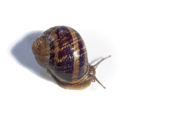Close-up of a snail on white background