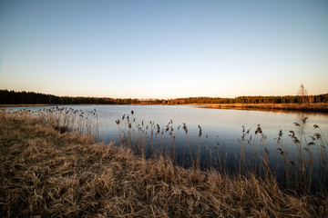 lake shore with grass and trees in spring