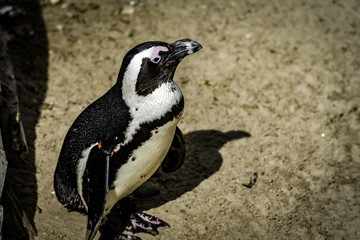 Fototapeta premium Tiere im Zoo