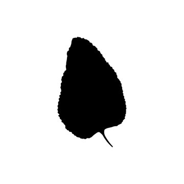 recommend clip art: Black silhouette with leaf of tree. Single isolated clipart. Prints of leaves on branch. Flora and nature theme for paper cutting scrapbook design