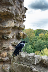 Raven perched on ruined stone wall with forest in background