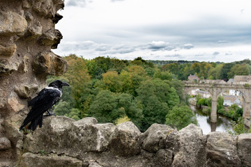 Raven on old stone wall