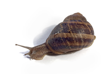 Close-up of a snail on white background
