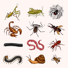 Big set of insects. Vintage Pets in house. Bugs Beetles Scorpion Snail, Whip Spider, Worm Centipede Ant Locusts, Mantis Bee. Amblypygi, Lucanus cervus, Scolopendra Julida. Engraved Vector illustration