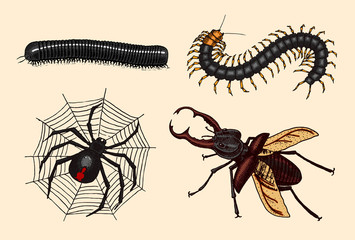 Big set of insects. Vintage Pets in house. Julida Bugs Beetles Whip Spider, Scolopendra. Engraved Vector illustration