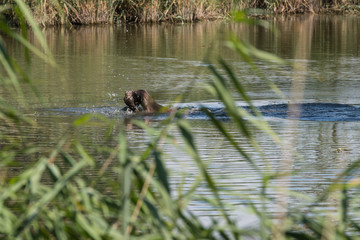 Jagdhund apportiert erlegte Ente aus Wasser
