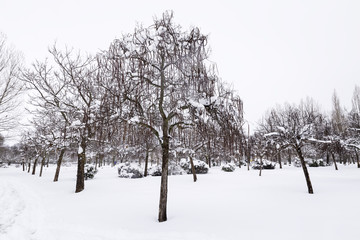 trees with snow in their cups in a lonely snowy park in a cold winter

