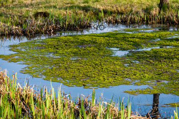 lake shore with grass and trees in spring