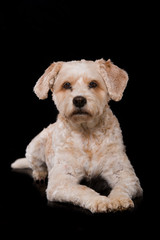 Niedlicher Mischlingshund auf schwarzem Hintergrund