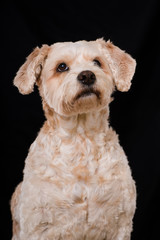 Niedlicher Mischlingshund sieht nach oben