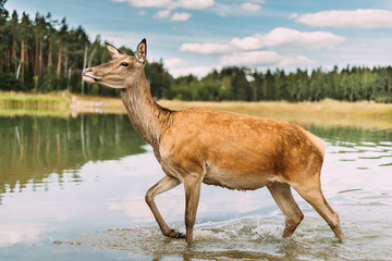 European Roe Deer Walking On Water