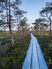 Moody Drone Photo of Colorful Moorland in Early Summer Sunrise