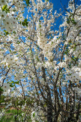 blooming apple tree in early spring