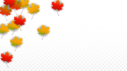 Obraz premium September Vector Background with Golden Falling Leaves. Autumn Illustration with Maple Red, Orange, Yellow Foliage. Isolated Leaf on Transparent Background. Bright Swirl. Suitable for Posters.