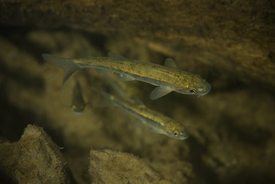 Carp like unknown fish