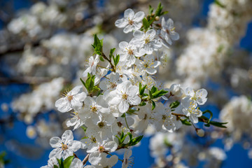 blooming apple tree in early spring