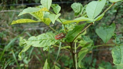 bug on plant