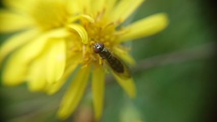 yellow flower with hover fly