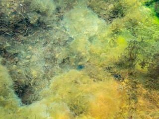 Fototapeta na wymiar Colourful algae in spring