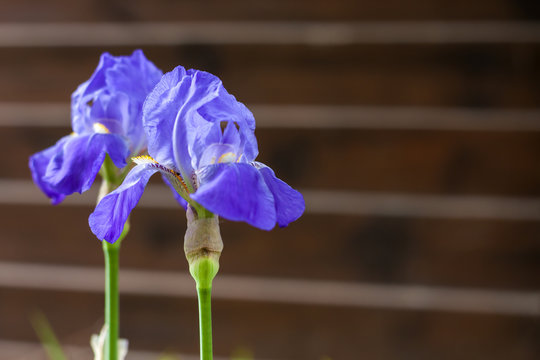 Two blue iris flowers closeup on wooden fence background