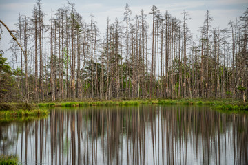 reflections of dead tree trunks in bog water at sunset