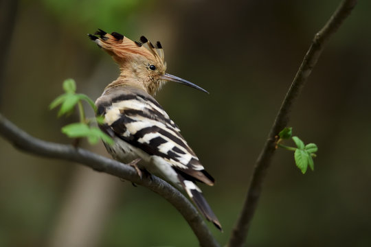 Common Hoopoe bird