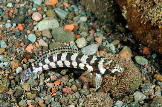 White striped sandperch, Parapercis xanthozona, Bali Indonesia.