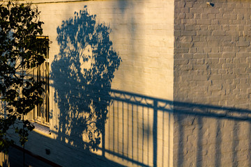 Shadow of a tree and railing on a white wall of a building
