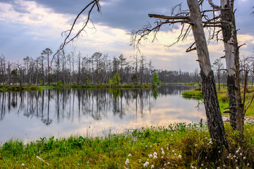 reflections of dead tree trunks in bog water at sunset