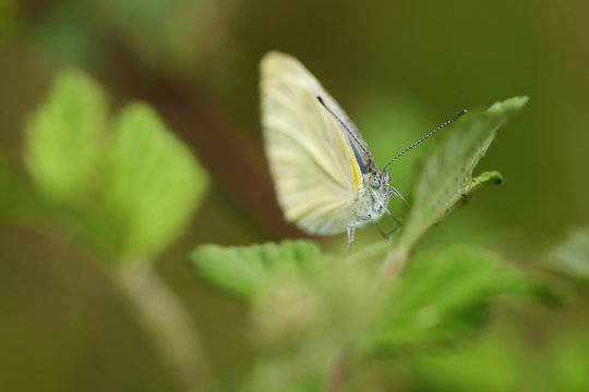 White butterfly close up