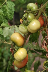 Tomates 