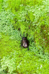 neptunus beetle on the green moss.