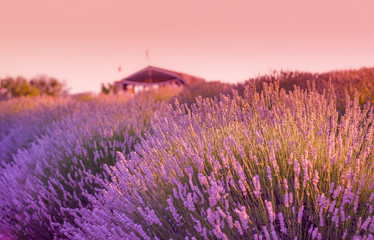 Lavander field in the sunset and a hut/cottage in the background in Kuyucak Village, Isparta, Turkey.
