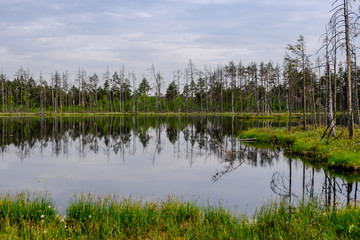 Obraz premium reflections of dead tree trunks in bog water at sunset