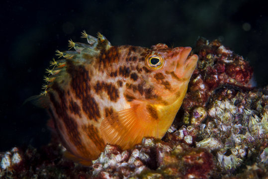 Yellow hawkfish